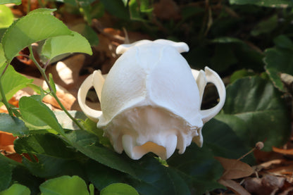 Gray Fox Skull