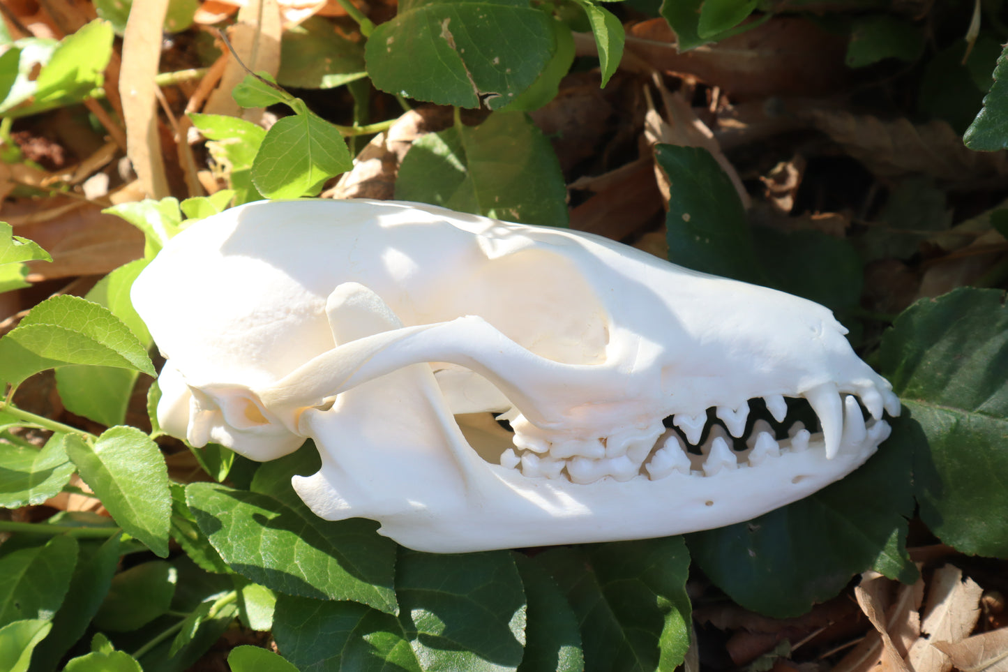 Gray Fox Skull