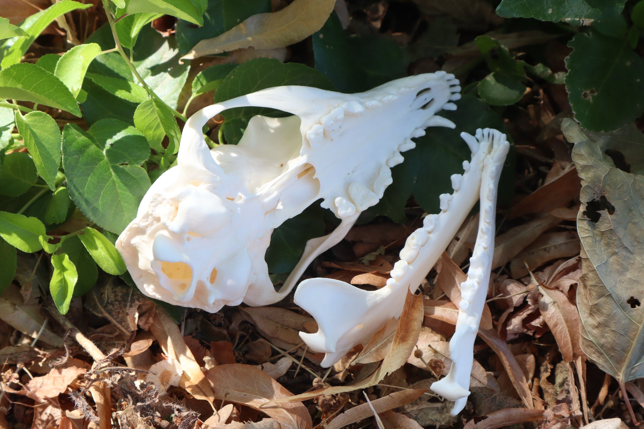 Gray Fox Skull