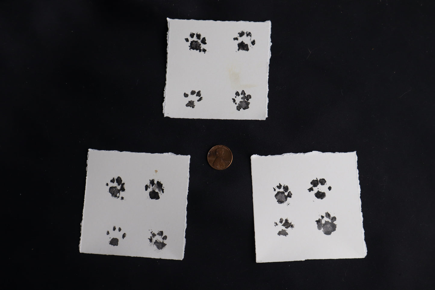Fetal Bobcat Paw Print