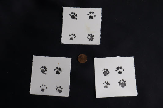 Fetal Bobcat Paw Print