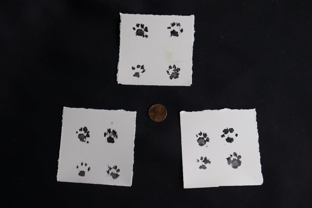 Fetal Bobcat Paw Print