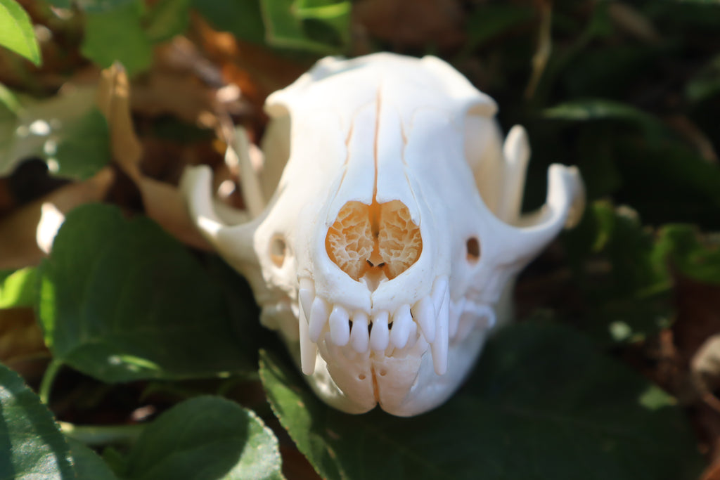Gray Fox Skull