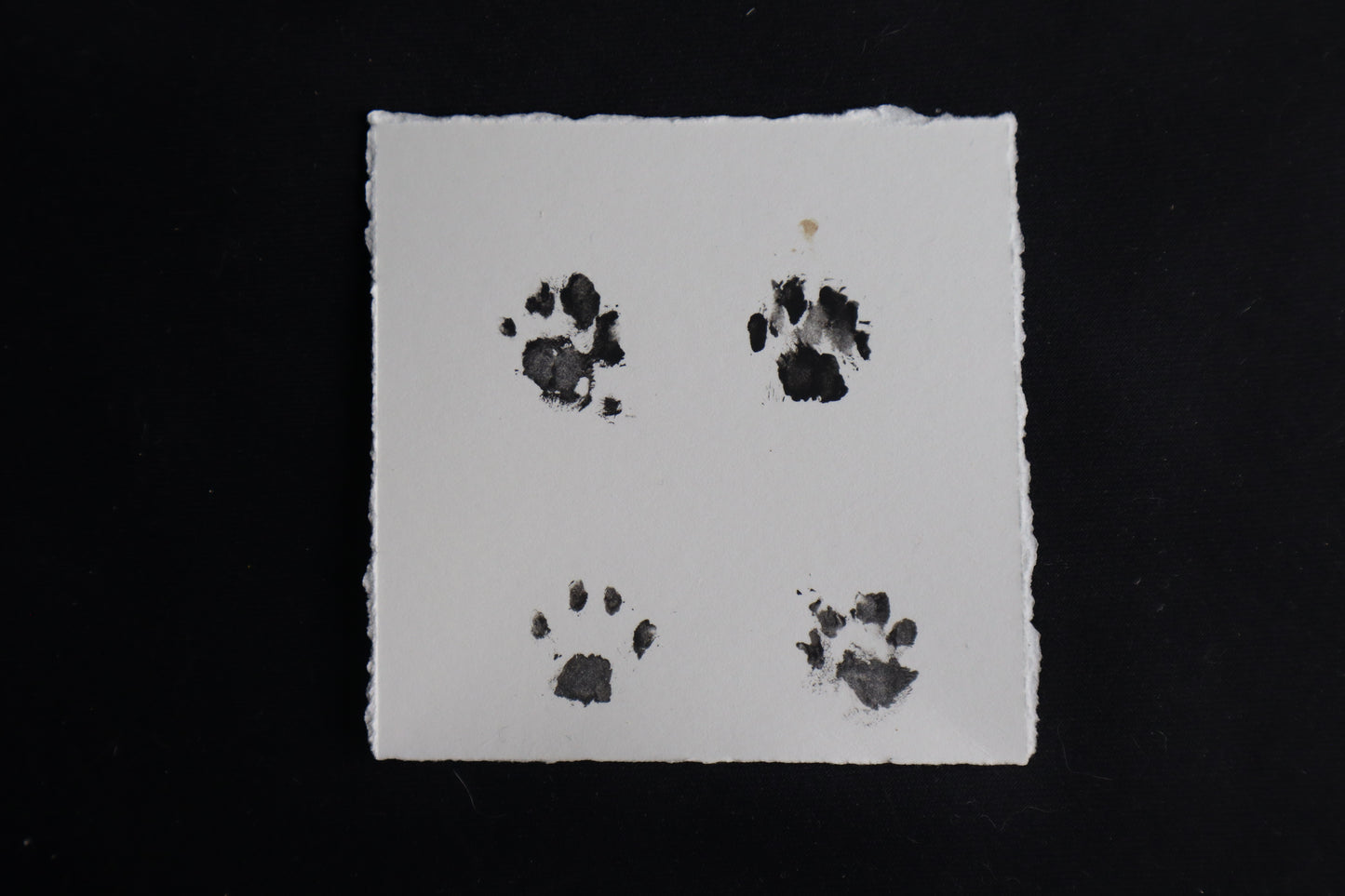 Fetal Bobcat Paw Print