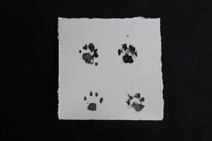 Fetal Bobcat Paw Print