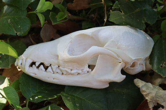 Gray Fox Skull