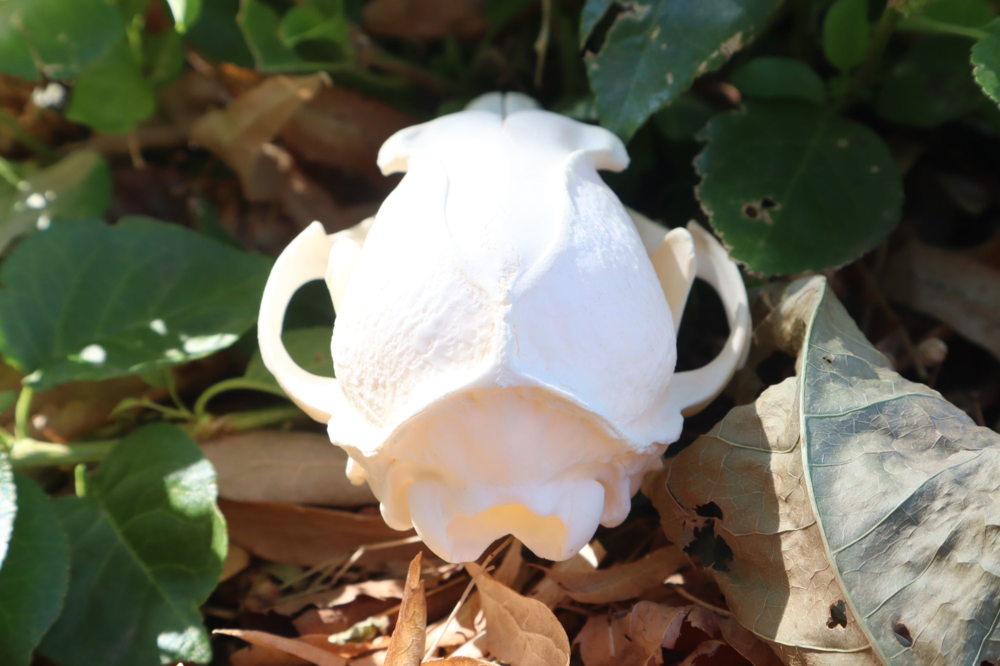 Gray Fox Skull