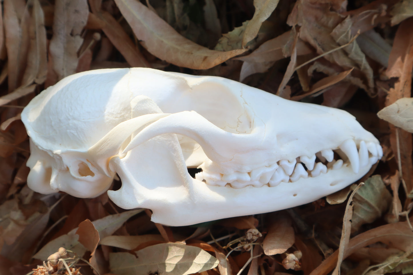 Gray Fox Skull