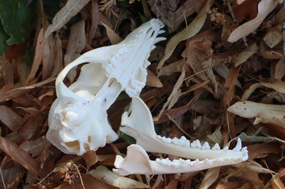 Gray Fox Skull