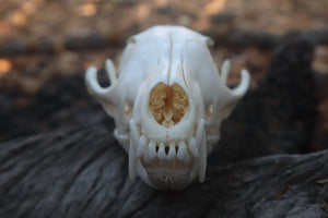 Red Fox Skull
