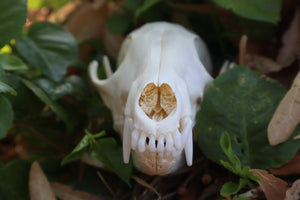 Red Fox Skull