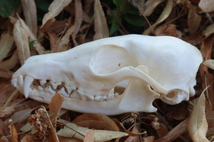 Red Fox Skull