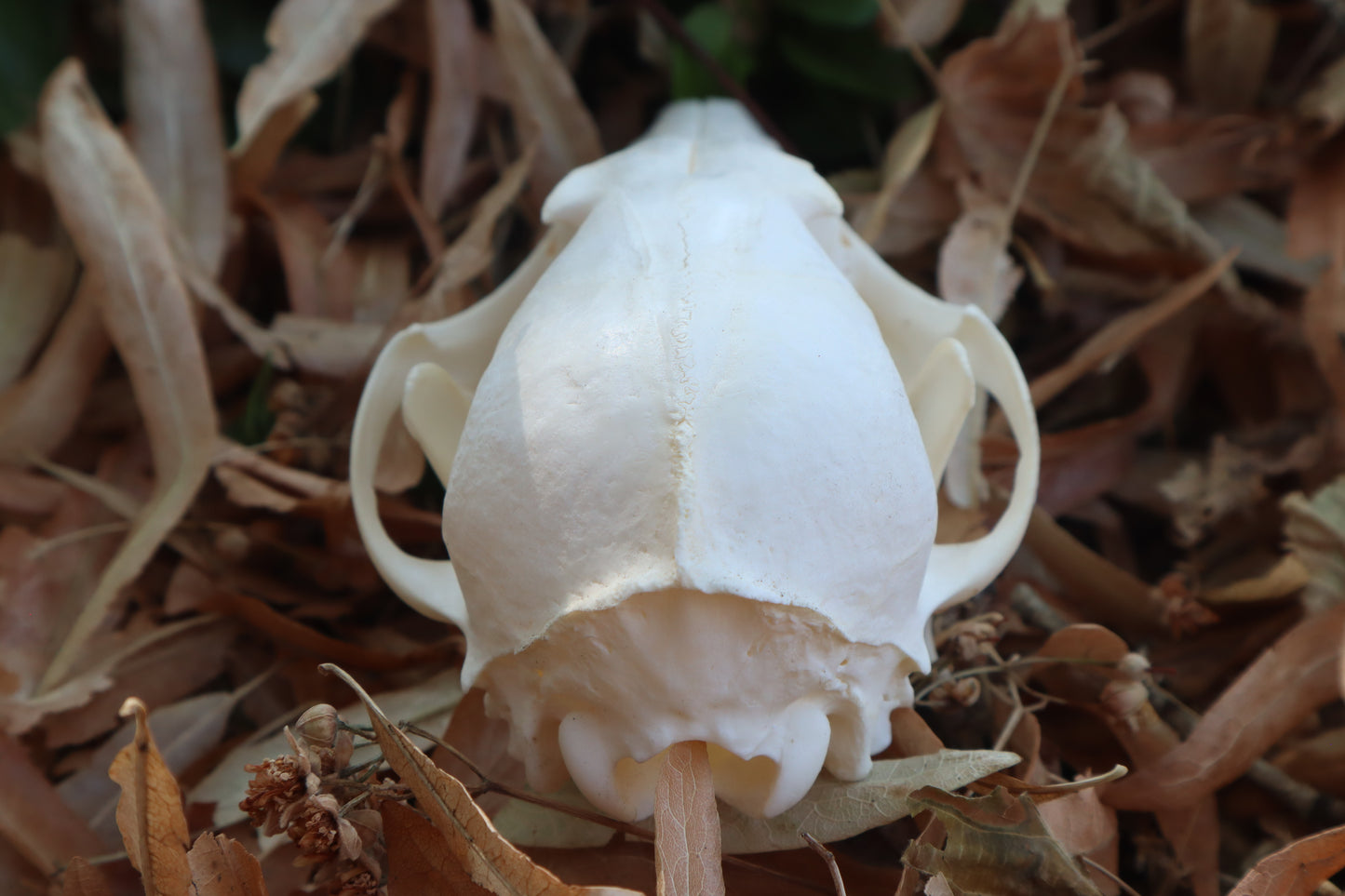 Red Fox Skull