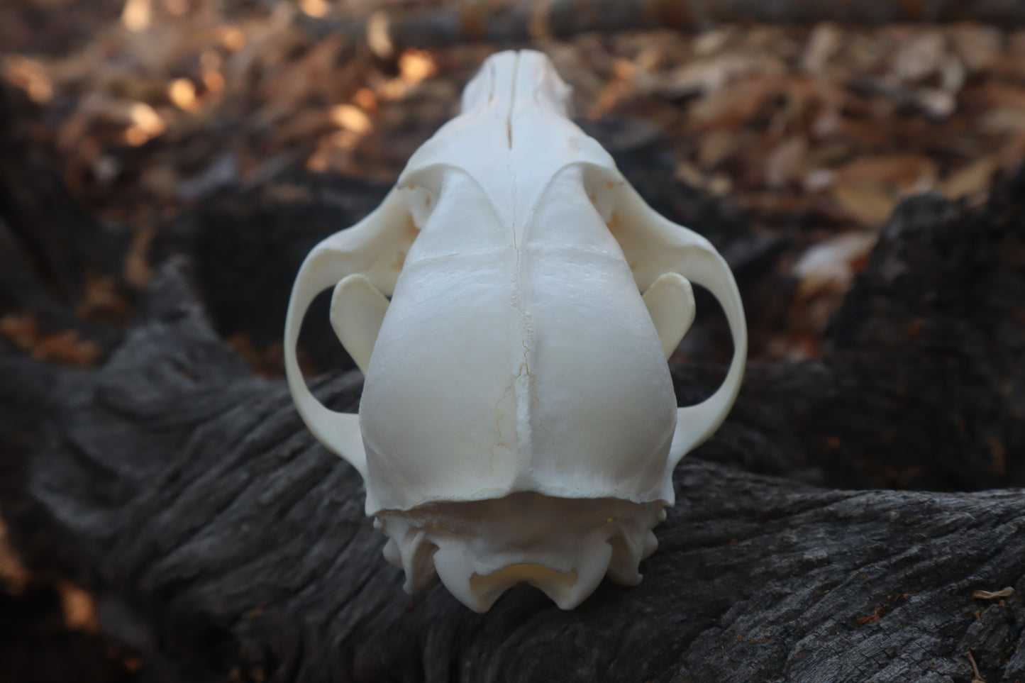 Red Fox Skull