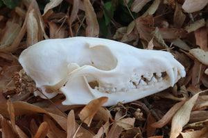 Red Fox Skull