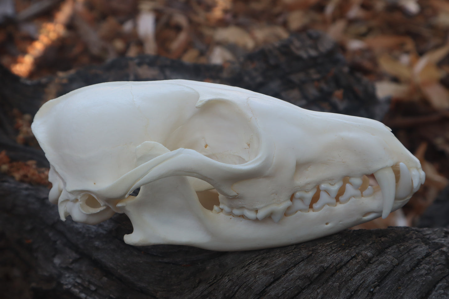 Red Fox Skull