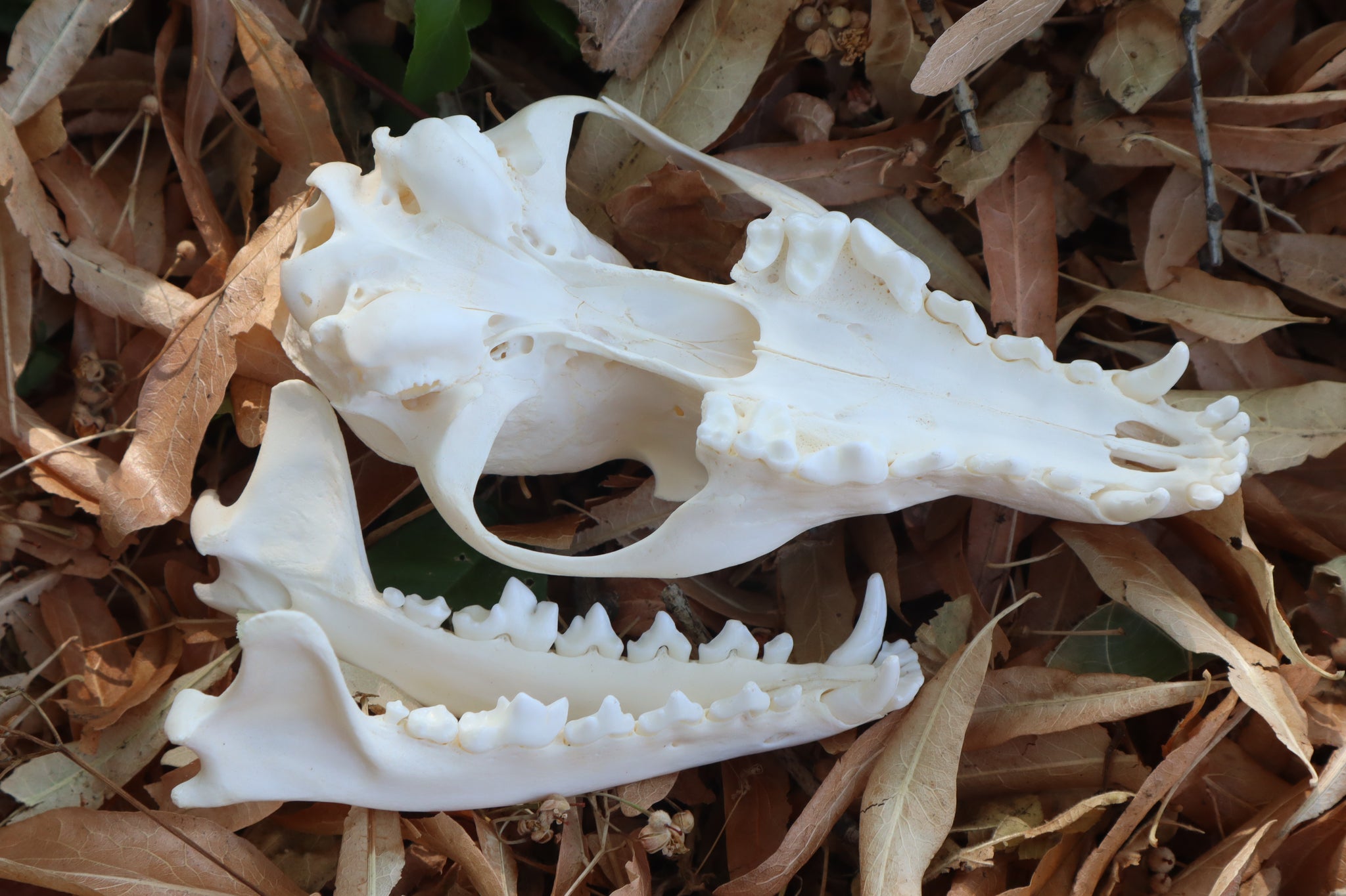 Red Fox Skull