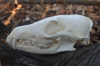 Red Fox Skull