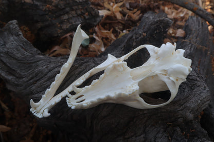 Red Fox Skull