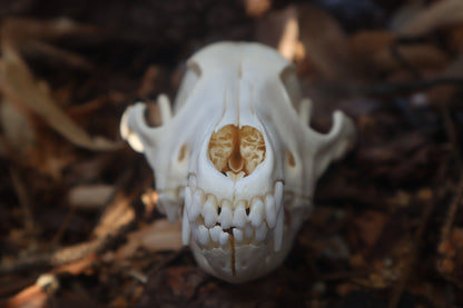Coyote Skull