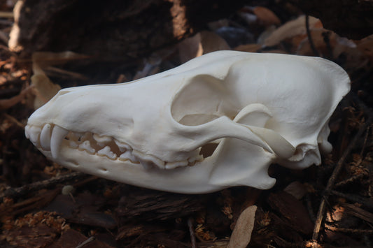 Coyote Skull