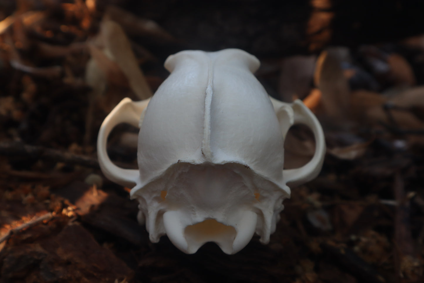 Coyote Skull