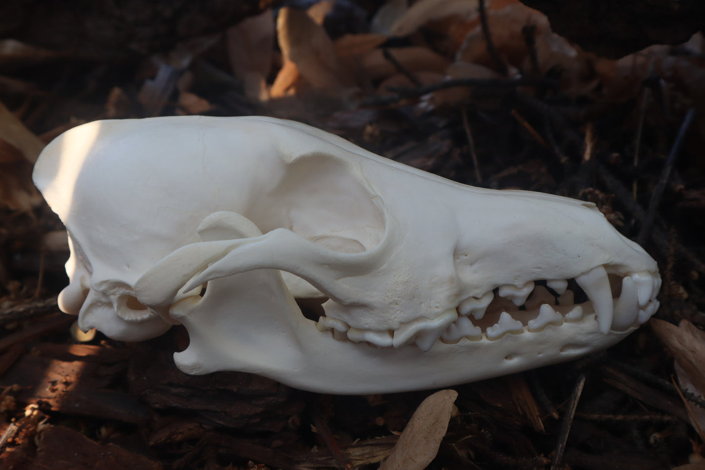 Coyote Skull