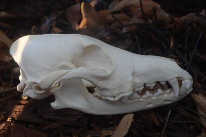 Coyote Skull