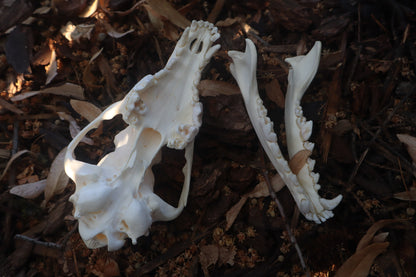 Coyote Skull