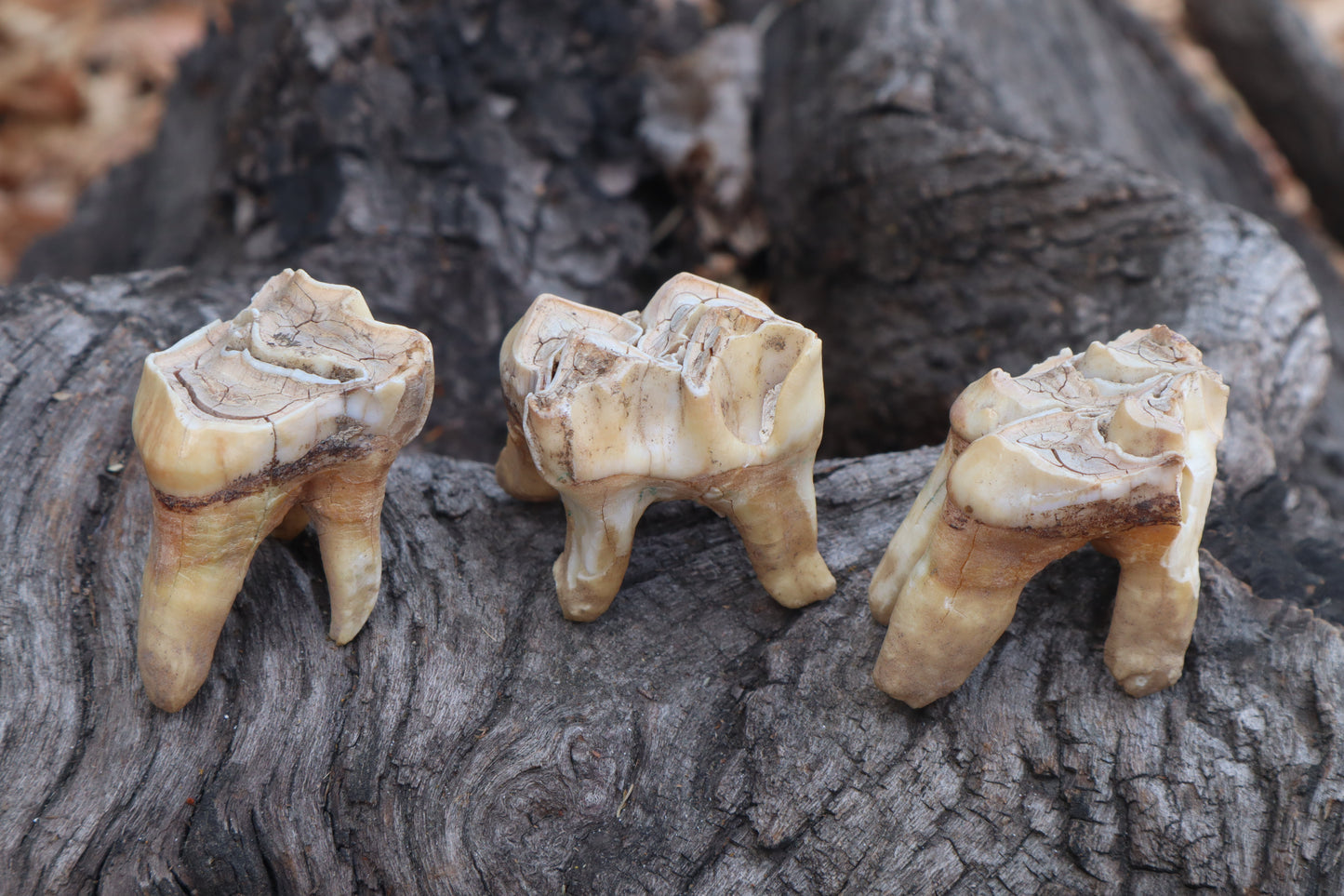 Shiras Moose Molar