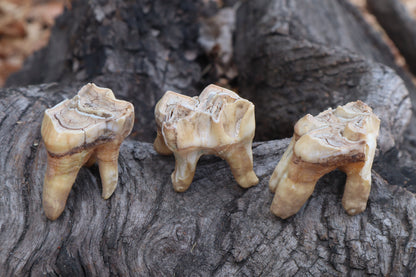 Shiras Moose Molar