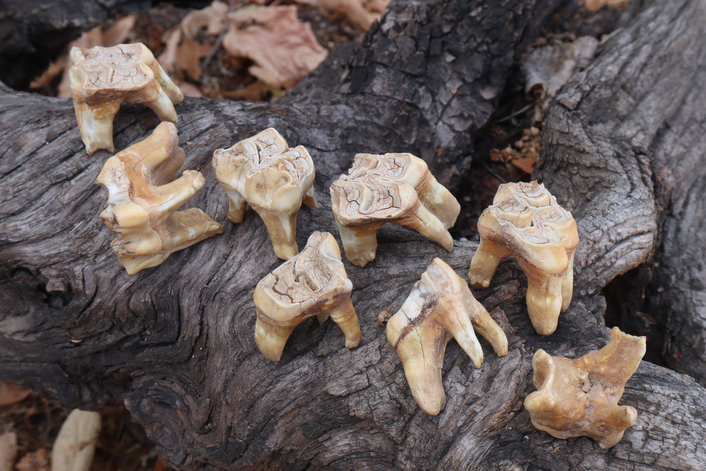 Shiras Moose Molar