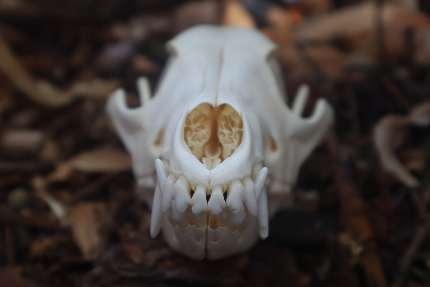 Coyote Skull