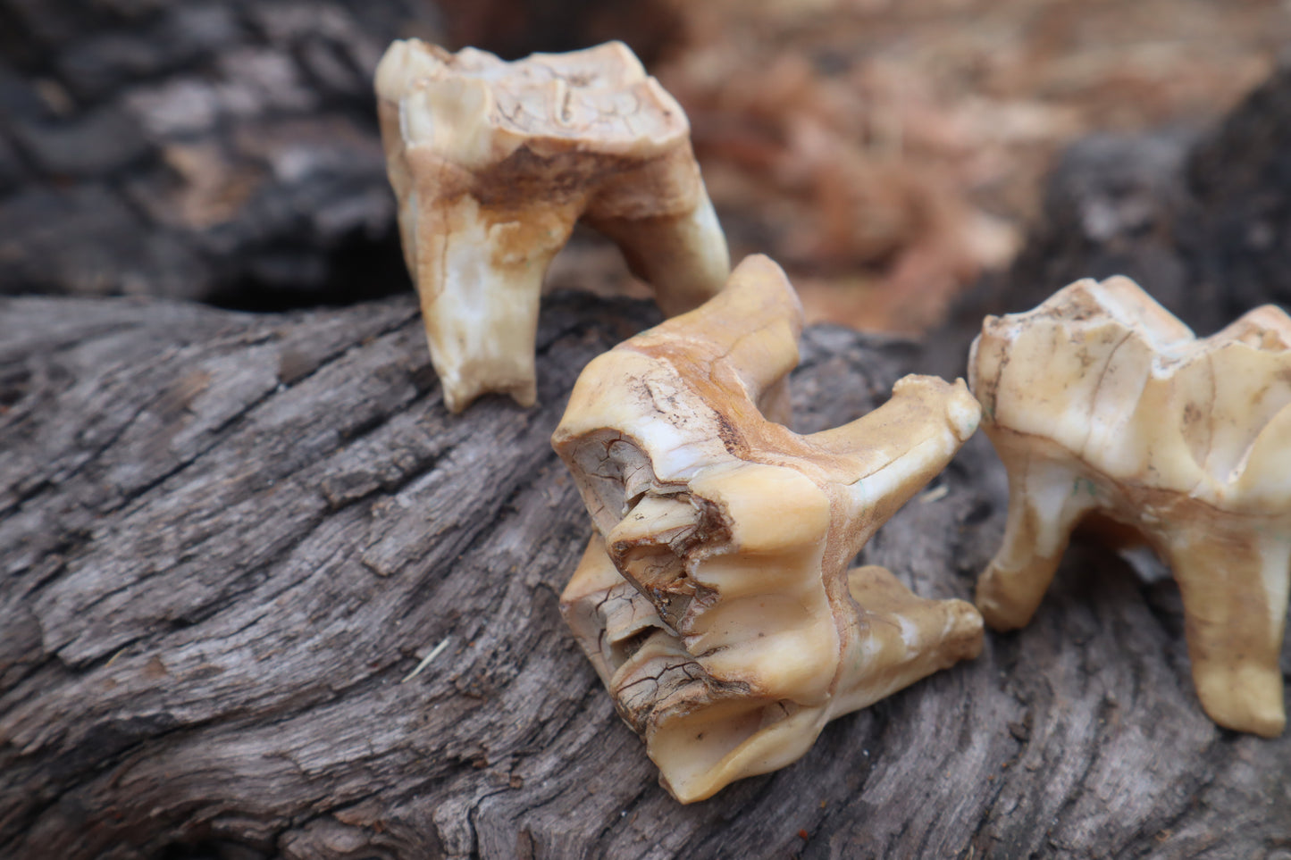 Shiras Moose Molar