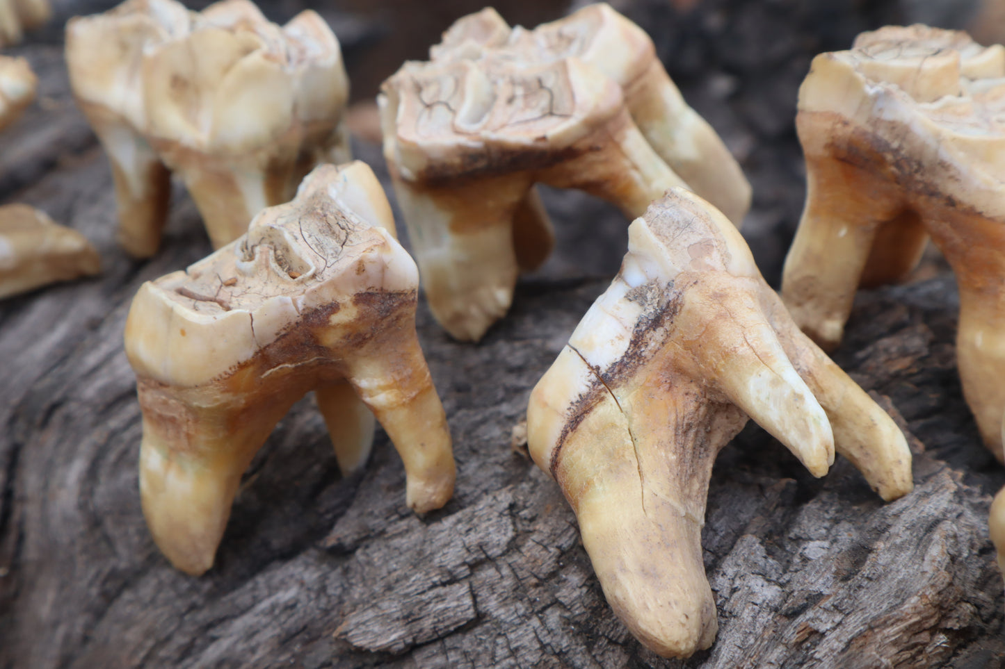 Shiras Moose Molar