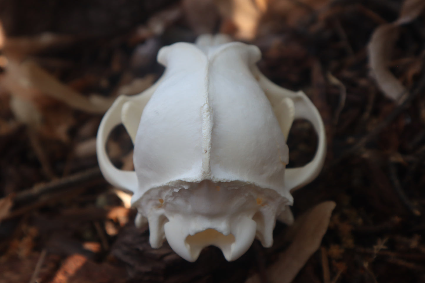 Coyote Skull