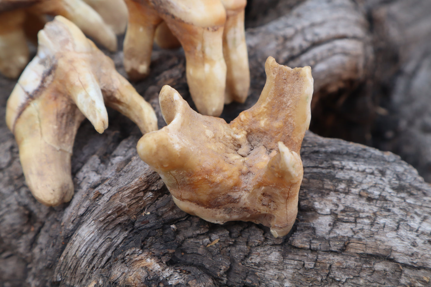 Shiras Moose Molar