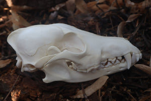 Coyote Skull