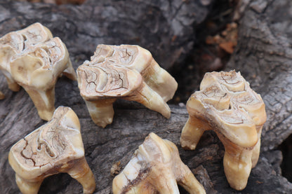 Shiras Moose Molar
