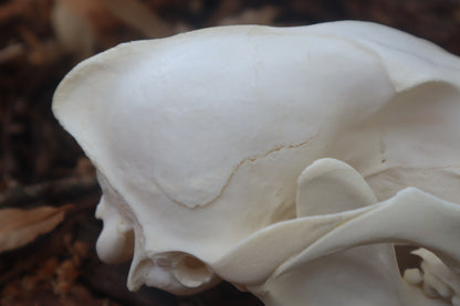 Coyote Skull