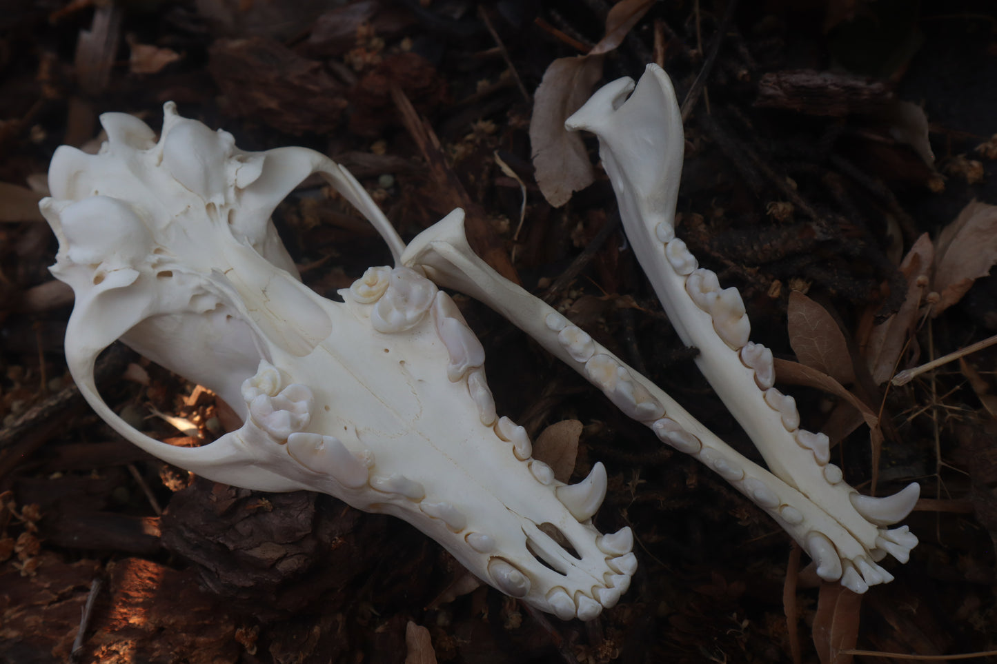 Coyote Skull