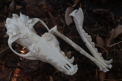Coyote Skull