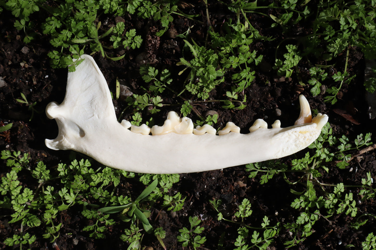Coyote Mandible - Partial Craft Quality