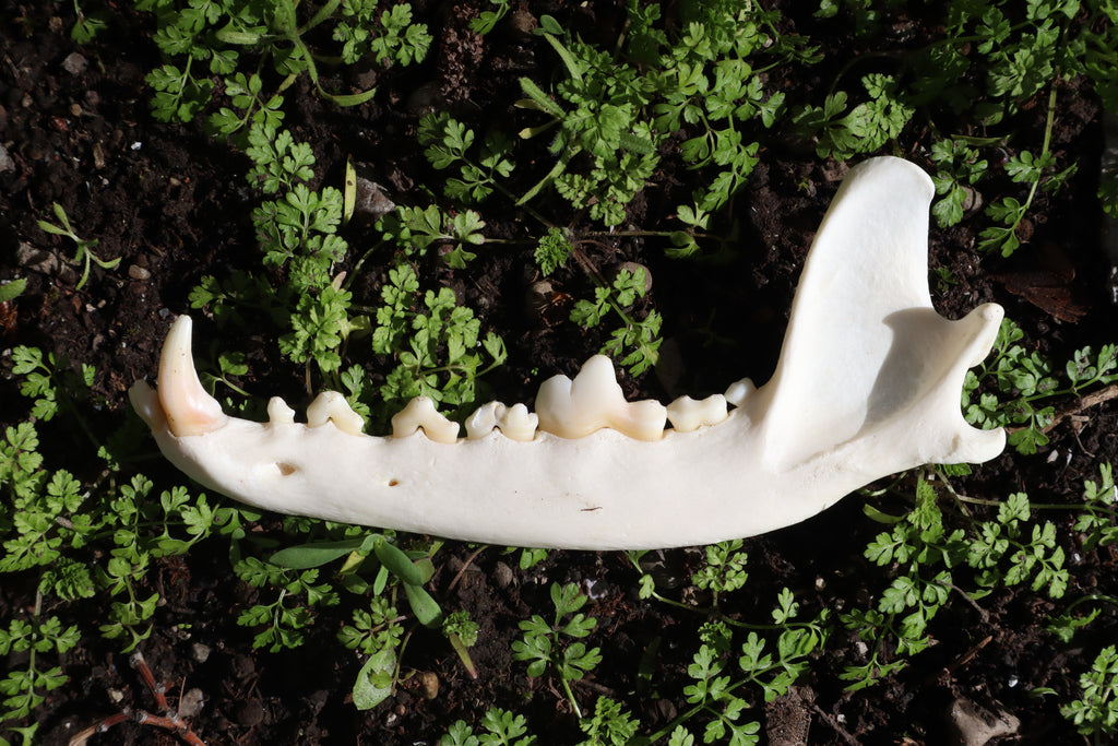 Coyote Mandible - Partial Craft Quality