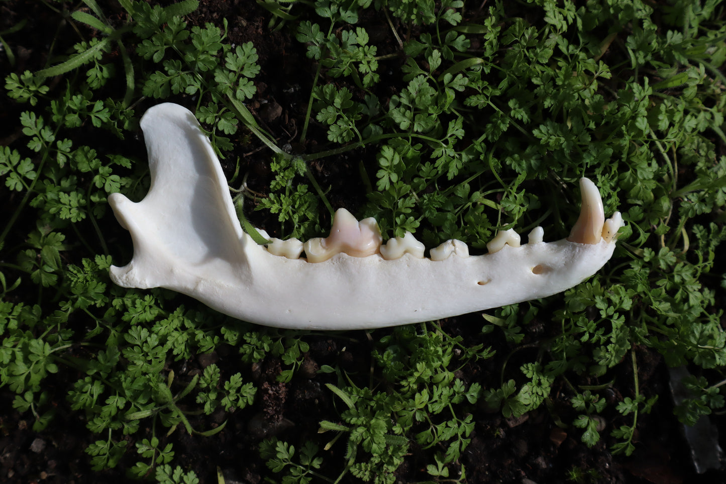 Coyote Mandible - Partial Craft Quality