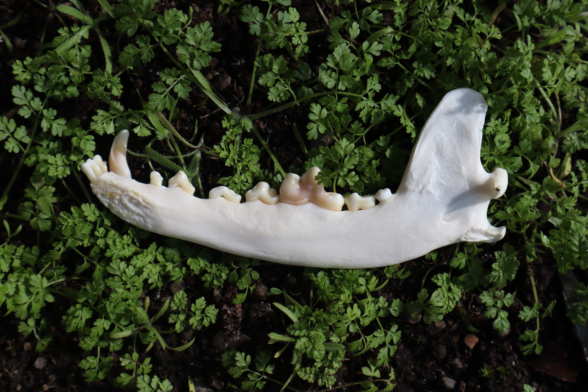 Coyote Mandible - Partial Craft Quality
