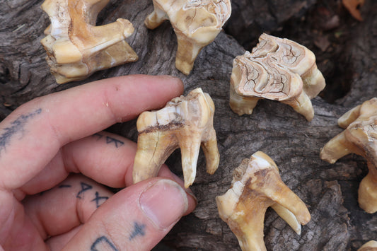Shiras Moose Molar