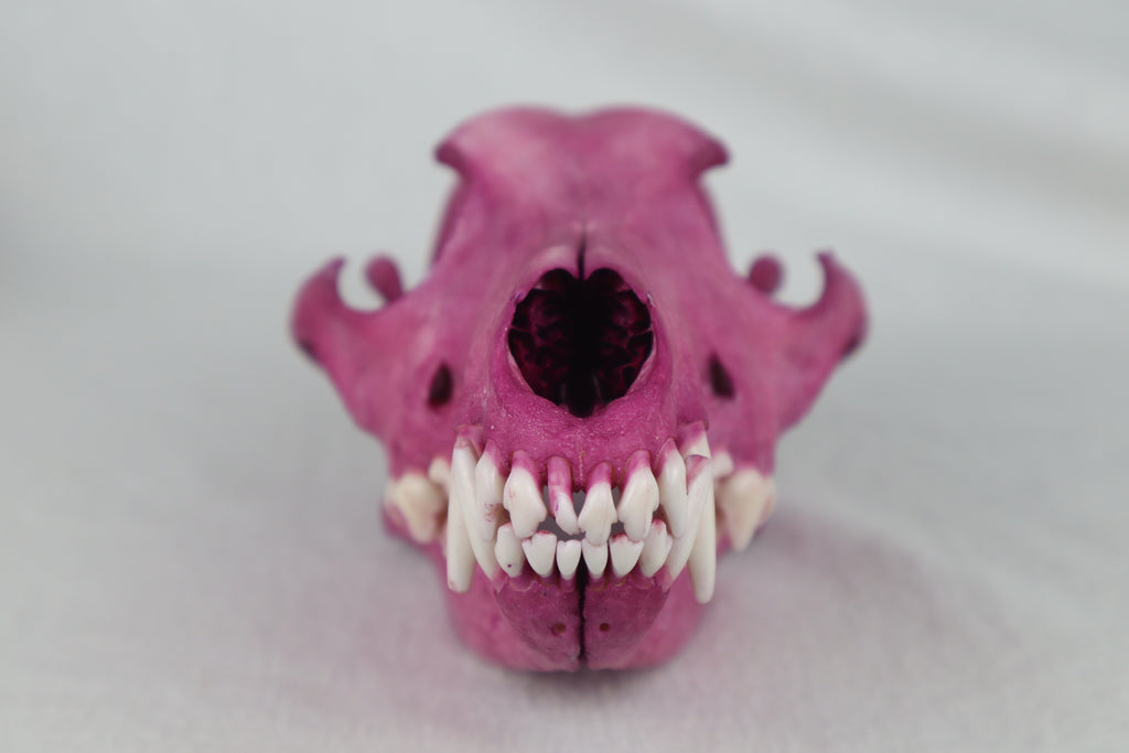 Naturally Stained Coyote Skull