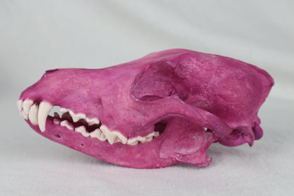 Naturally Stained Coyote Skull