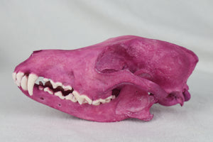 Naturally Stained Coyote Skull